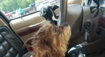 狗被撞视频,狗狗不幸遭遇车祸,网友呼吁关注动物安全